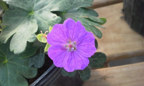 New Hampshire Geranium