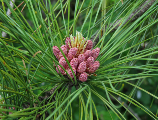 Norway Pine