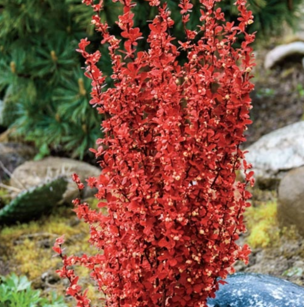 Orange Rocket Barberry