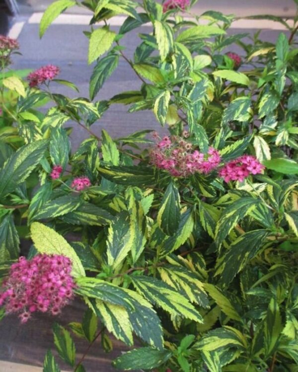 Double Play Painted Lady Spirea