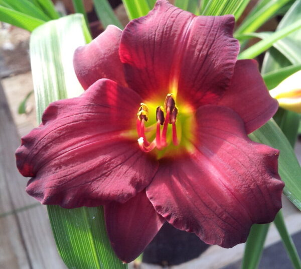 Pardon Me Daylily