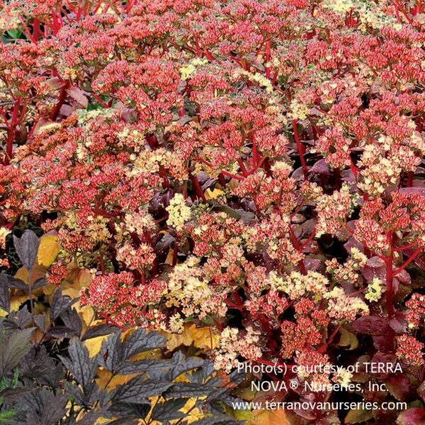 Peach Pearls Sedum