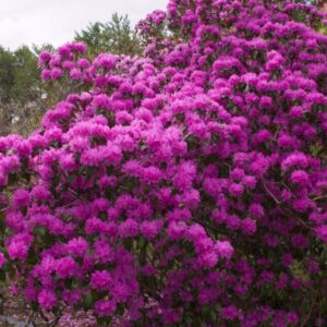 View All Rhododendron