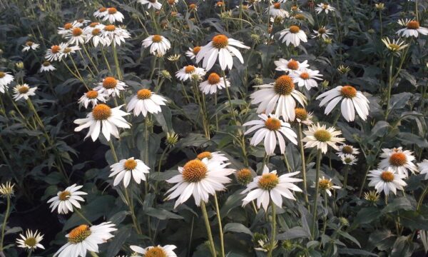 Pow Wow White Coneflower