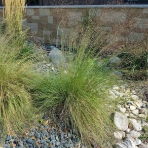 View All Prairie Dropseed