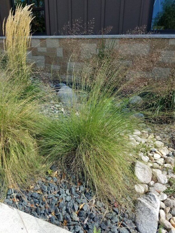 Prairie Dropseed Grass