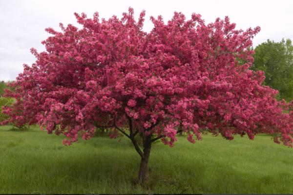 Prairifire Crabapple