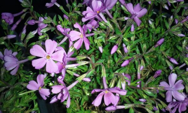 Purple Beauty Creeping Phlox