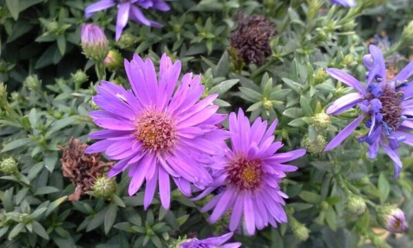 Purple Dome Aster