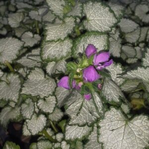 View All Lamium