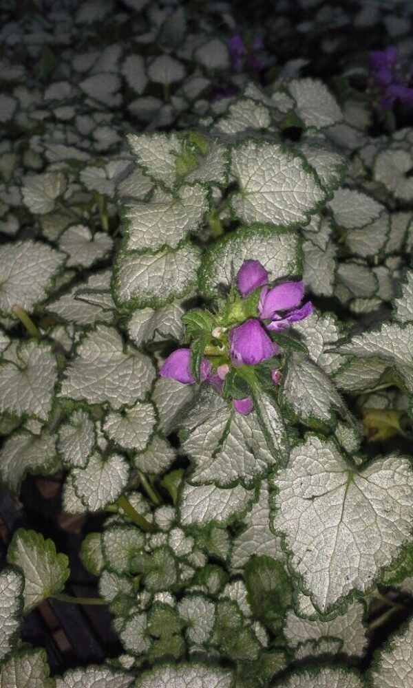 Purple Dragon Lamium