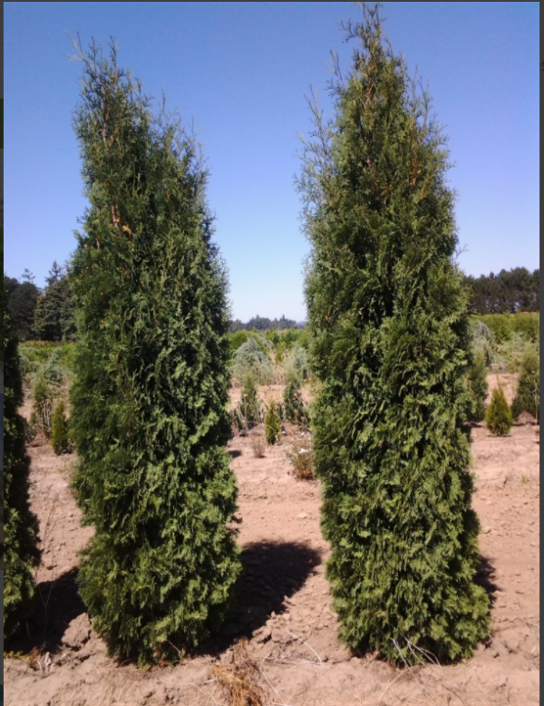 Pyramidal Arborvitae