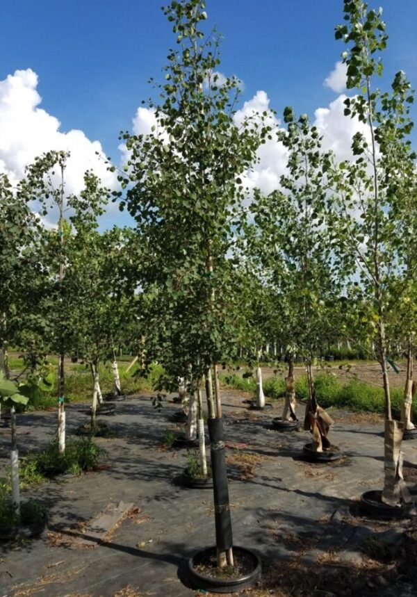 Quaking Aspen