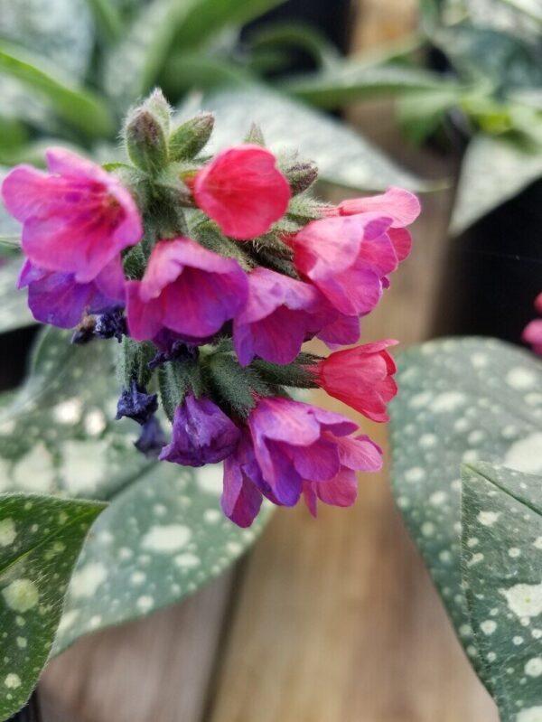 Raspberry Splash Lungwort