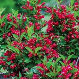 View All Weigela