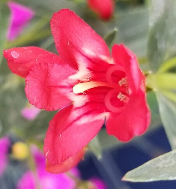 Red Riding Hood Penstemon