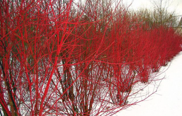 Red twigged Dogwood