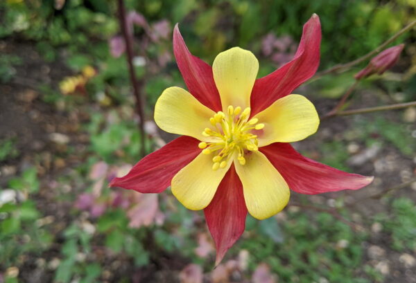 Red Yellow Columbine