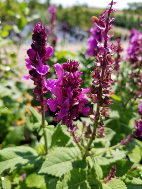 Rose Marvel Salvia