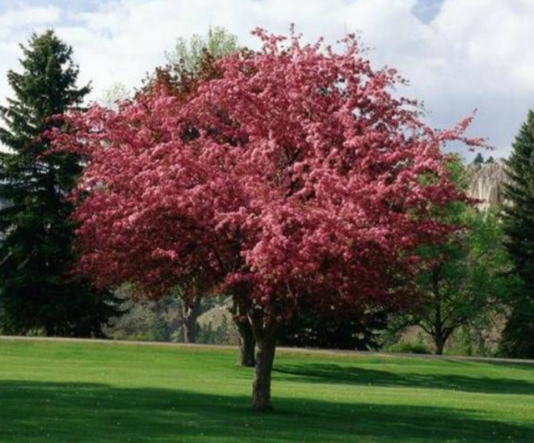 Royal Raindrops Crabapple