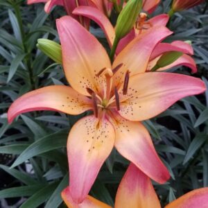 View All Lily