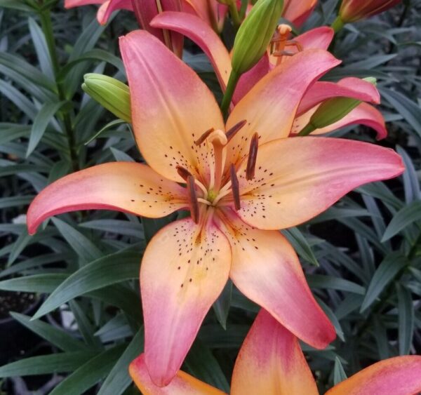 Royal Sunset Asiatic Lily