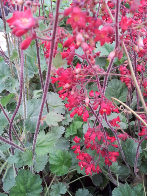 Ruby Bells Coral Bell