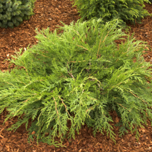 View All Russian Cypress