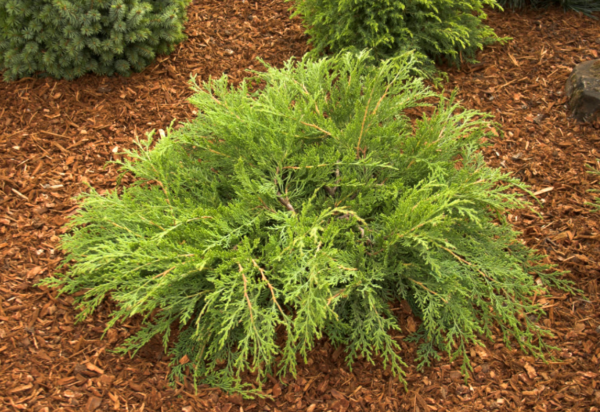 Russian Cypress