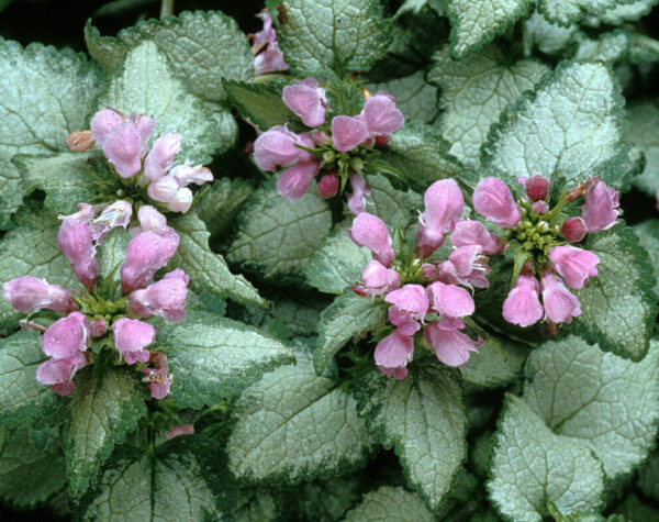 Silver Beacon Lamium