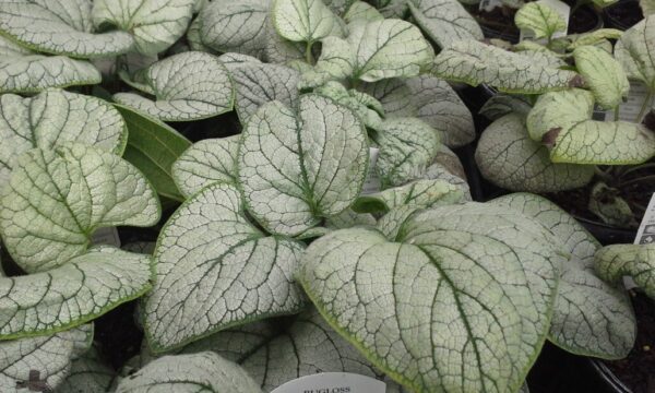 Silver Heart Brunnera