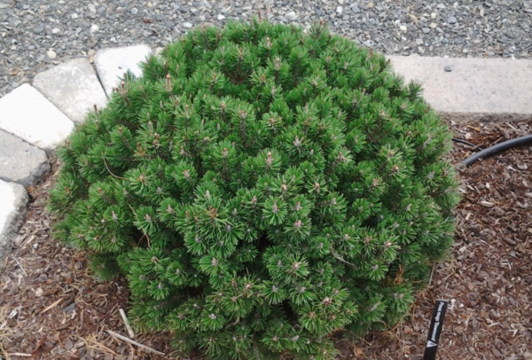 Slowmound Mugo Pine