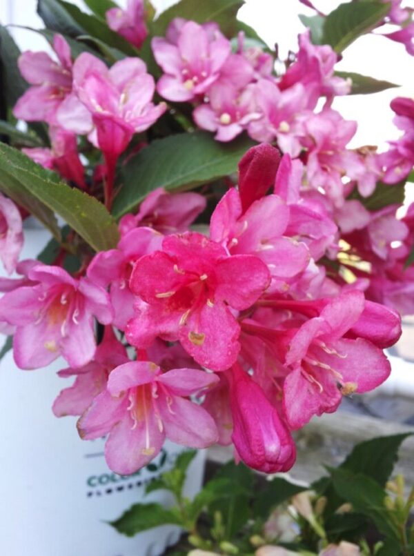 Sonic Bloom® Pink Weigela