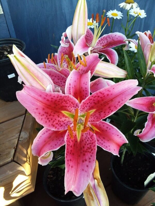 Stargazer Lily