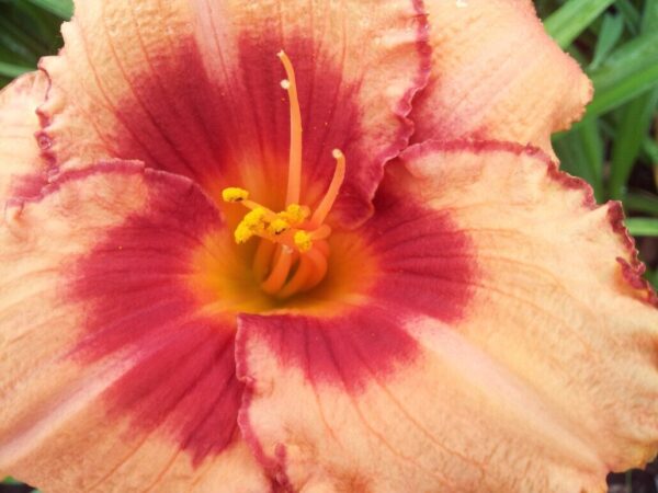 Strawberry Candy Daylily