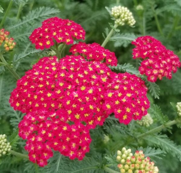 Strawberry Seduction Yarrow