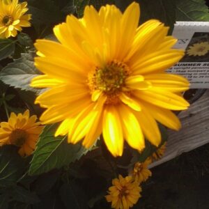 View All Heliopsis