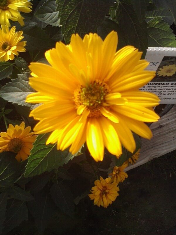 Summer Sun Heliopsis