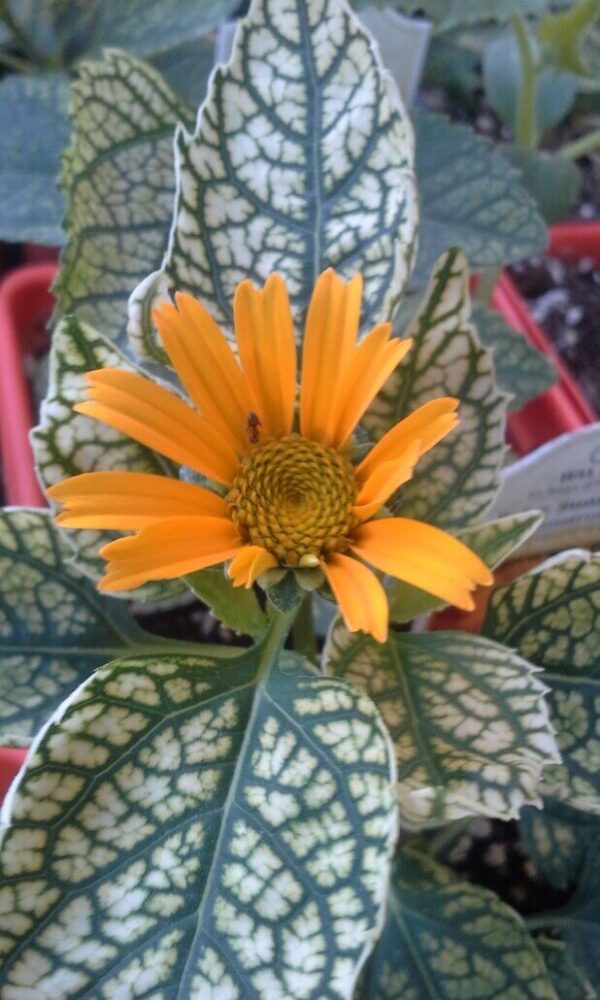 Sunstruck Heliopsis