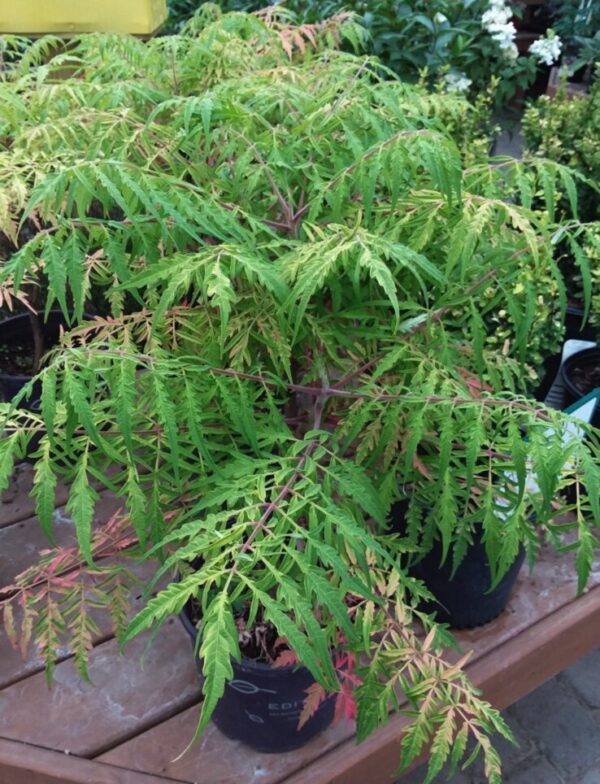 Tiger Eye® Sumac