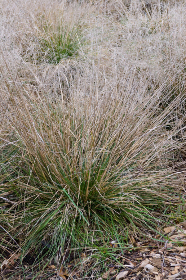 Tufted Hair Grass