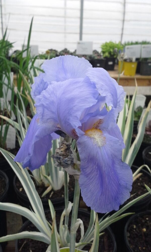 Variegated Albo Iris