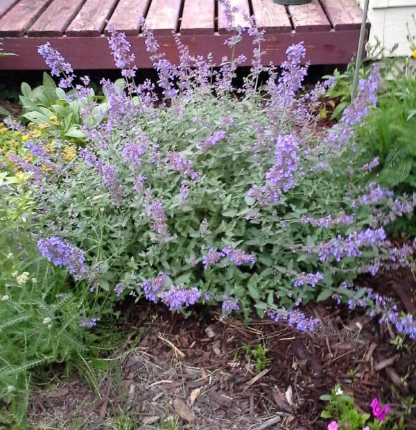 Walker's Low Catmint