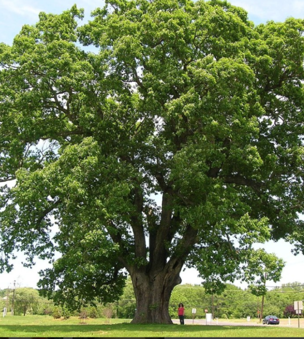 White Oak