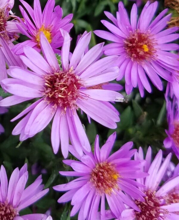 Wood's Purple Aster