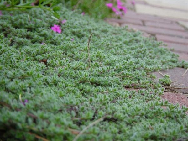 Wooly Thyme