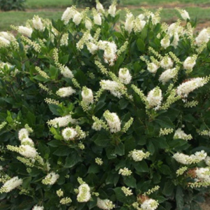 View All Clethra