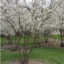 View All Serviceberry