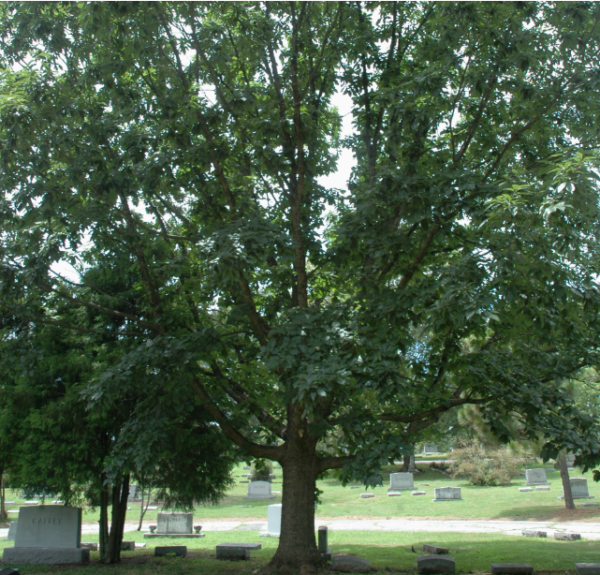 Chinkapin Oak