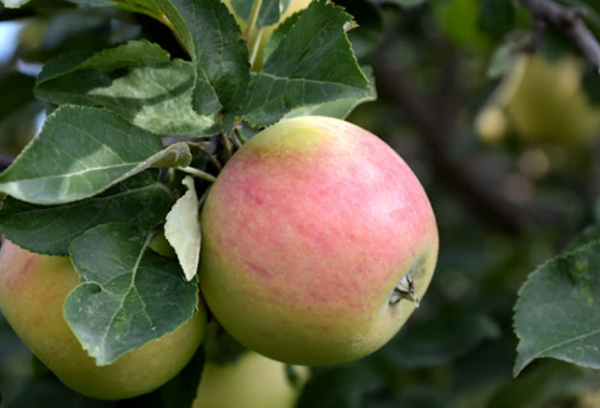 Goodland Apple